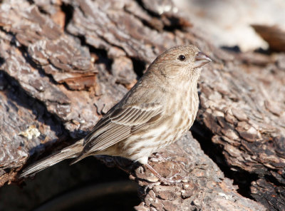 House Finch 