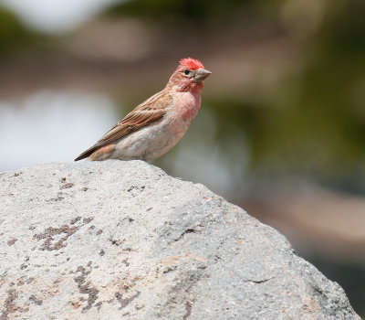 Cassin's Finch 