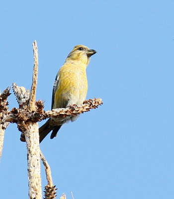 Red Crossbill 