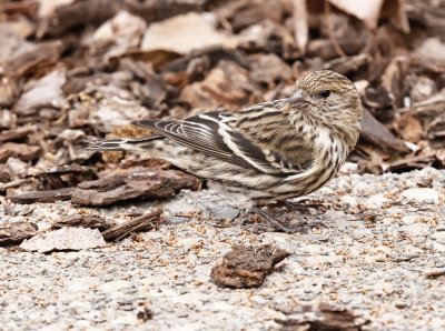 Pine Siskin
