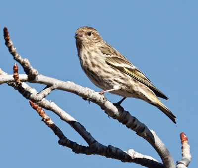 Pine Siskin