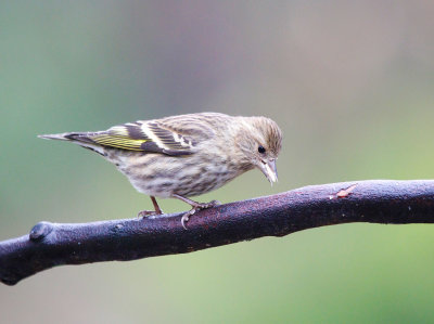 Pine Siskin 