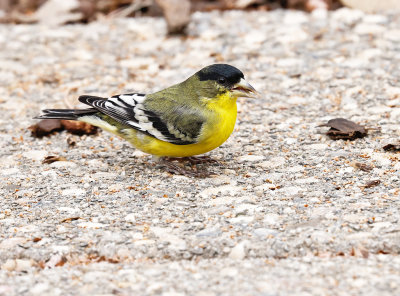 Lesser Goldfinch 