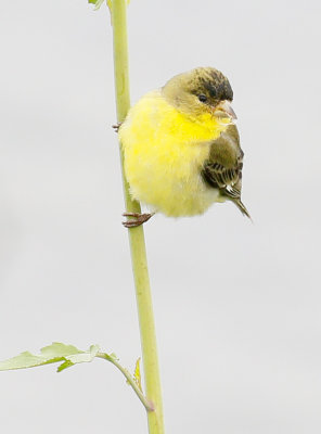 Lesser Goldfinch 