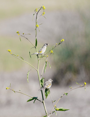 Lawrence's Goldfinch Pair