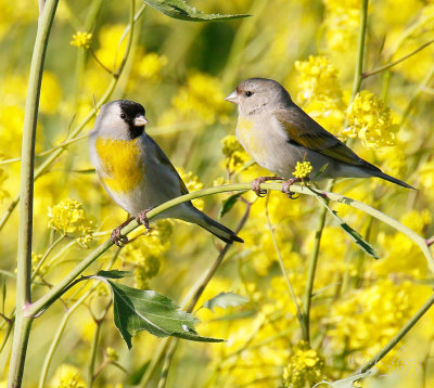 Lawrence's Goldfinch Pair 