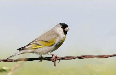 Lawrence's Goldfinch 