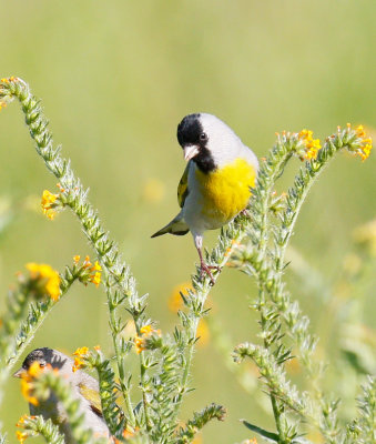Lawrence's Goldfinch 