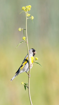 Lawrece's Goldfinch