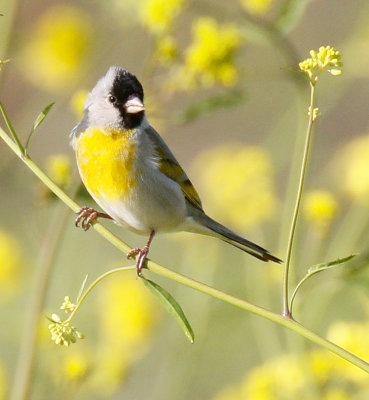 Lawerence's Goldfinch 