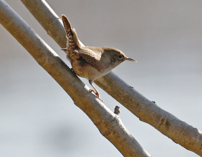 House Wren 