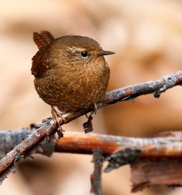 Pacific Wren