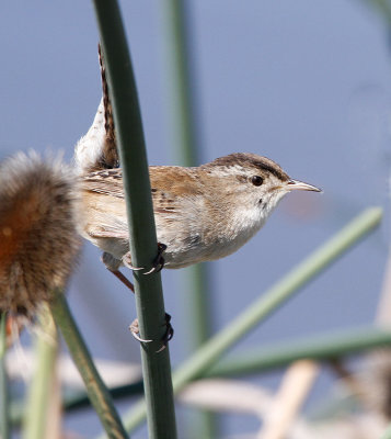 Marsh Wren