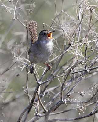 Marsh Wren 