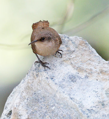 Canyon Wren 