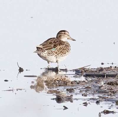 Green-winged Teal 
