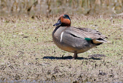 Green-winged Teal 