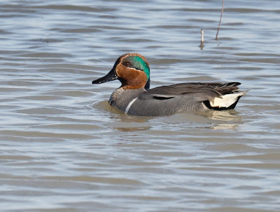 Green-winged Teal 