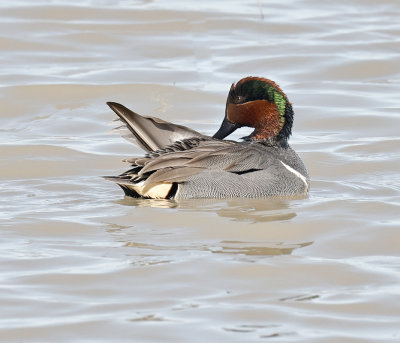 Green-winged Teal 