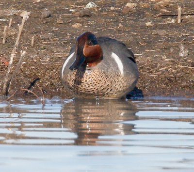 Green-winged Teal 