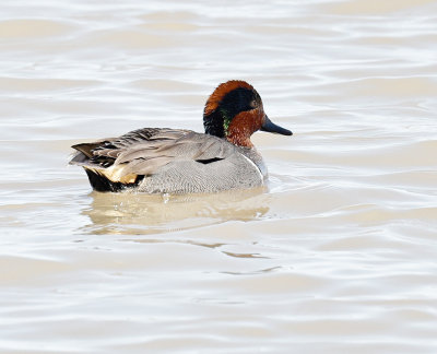 Green-winged Teal 