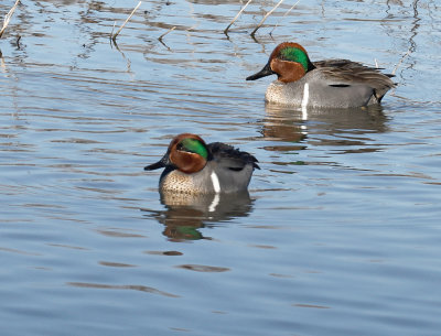 Green-winged Teal 