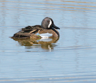 Blue-winged Teal 