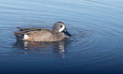 bluewinged_teal