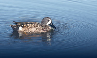 Blue-winged Teal 