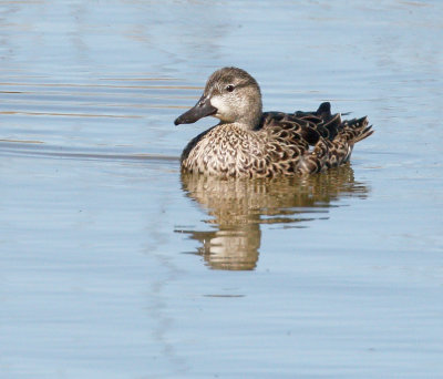 Blue-winged Teal 