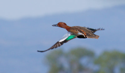 Cinnamon Teal 