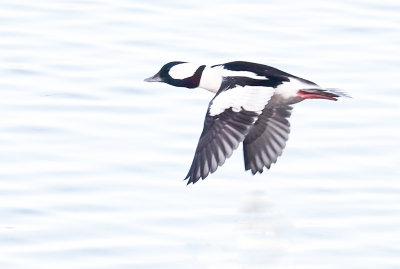 Bufflehead Adult 
