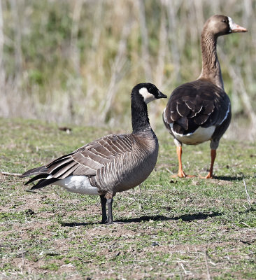 Cackling Goose