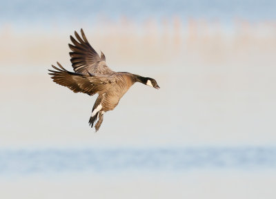 Cackling Goose 