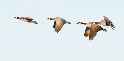 Cackling Geese 