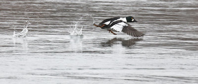 Common Goldeneye 