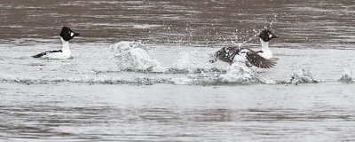 Common Goldeneye 