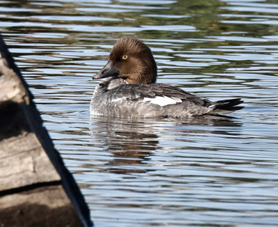 Common Goldeneye 