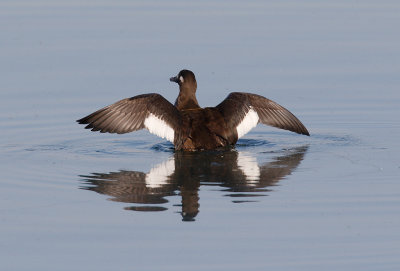 White-winged Scoter 