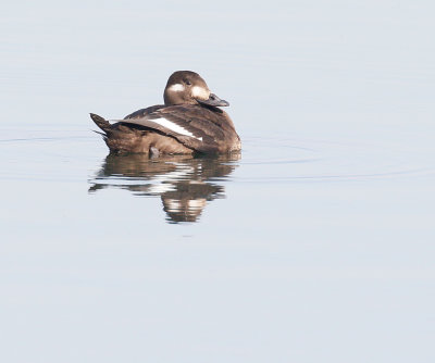 White-winged Scoter