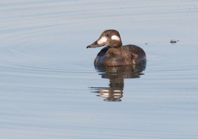 White-winged Scoter 