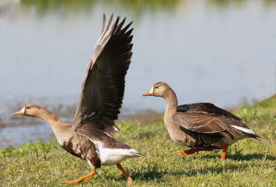 Greater White-fronted Geese 