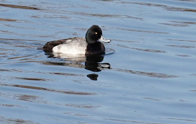 Lesser Scaup 