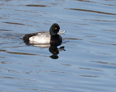 Lesser Scaup 