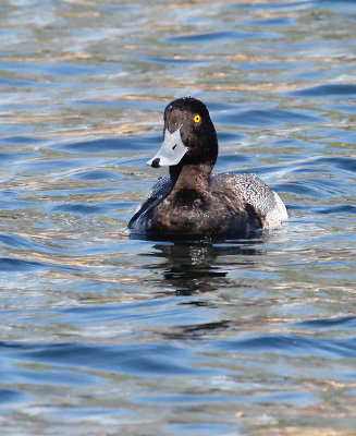 Lesser Scaup 