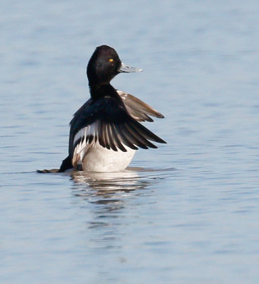 Leser Scaup 