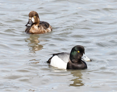 Greater Scaup Pair
