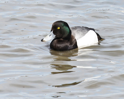 Greater Scaup