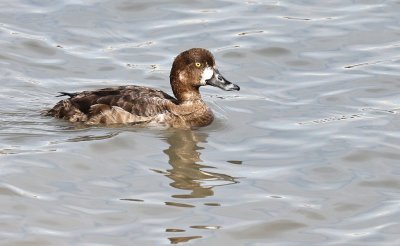 Greater Scaup 