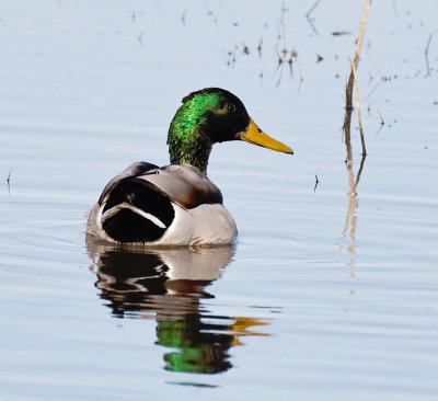 Mallard 